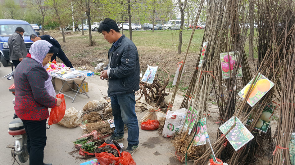 唐山市乐亭县大集,河北唐山乐亭大集