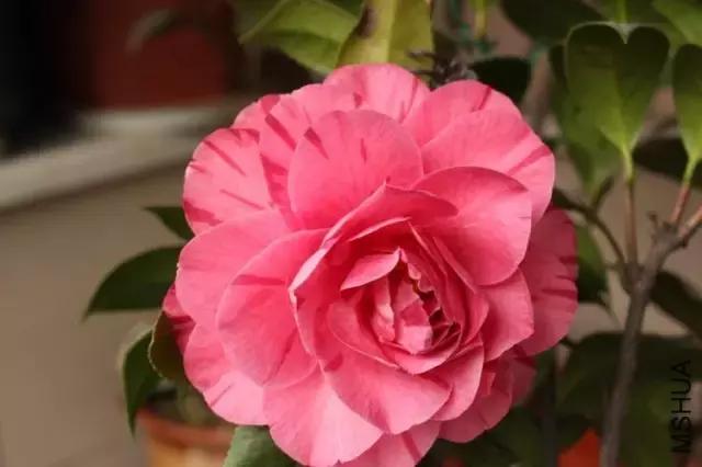 四大名花之山茶,中国百种山茶图片