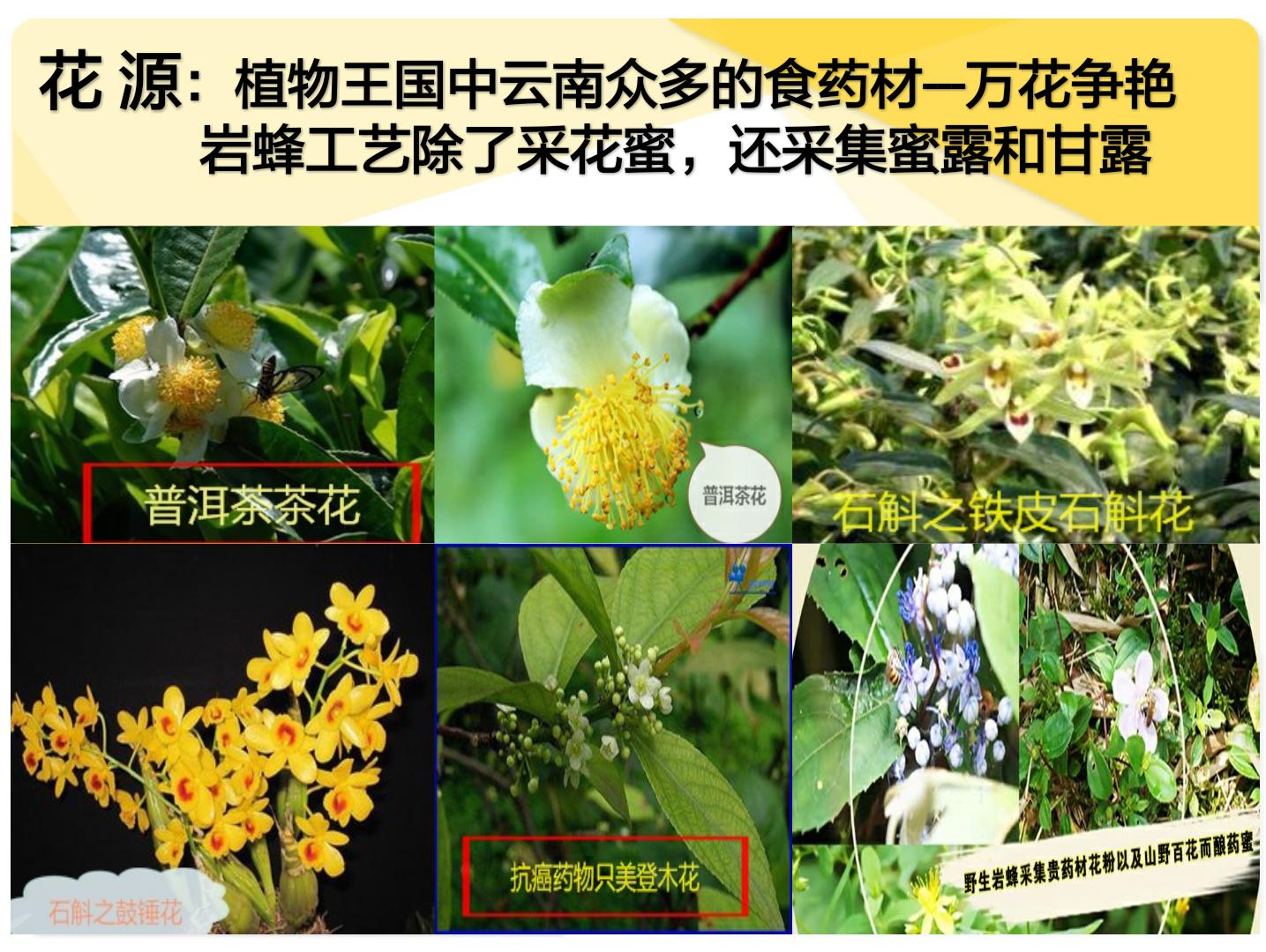 云南岩蜂蜜的作用与功效,揭开土蜂蜜的神秘面纱