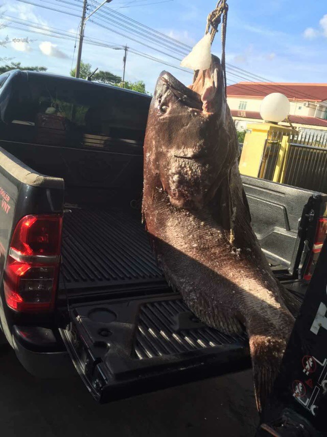 大龙趸石斑鱼8斤,30斤龙趸石斑鱼