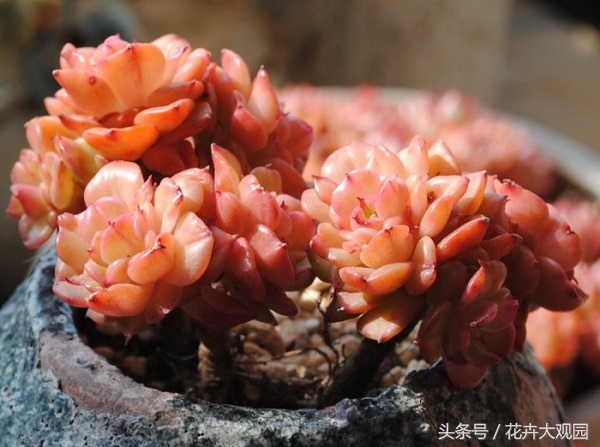 盘点哪些优美的花又不常见,盘点那些不好看的花