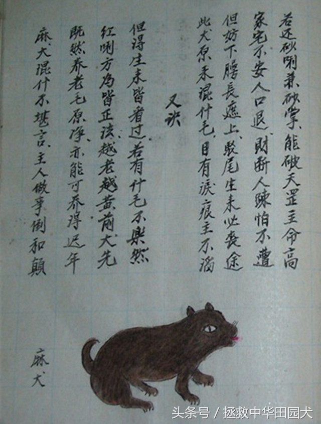 狗的种类大全中华田园犬,真正的中华田园犬是大黑狗