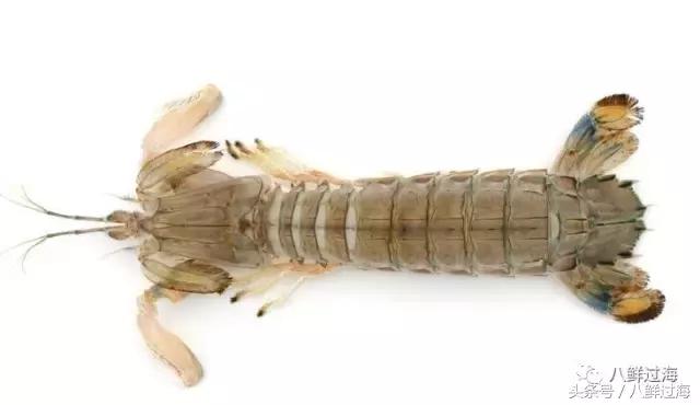 比手臂还粗的皮皮虾你吃过了吗,比手臂还要大的皮皮虾你吃过没有