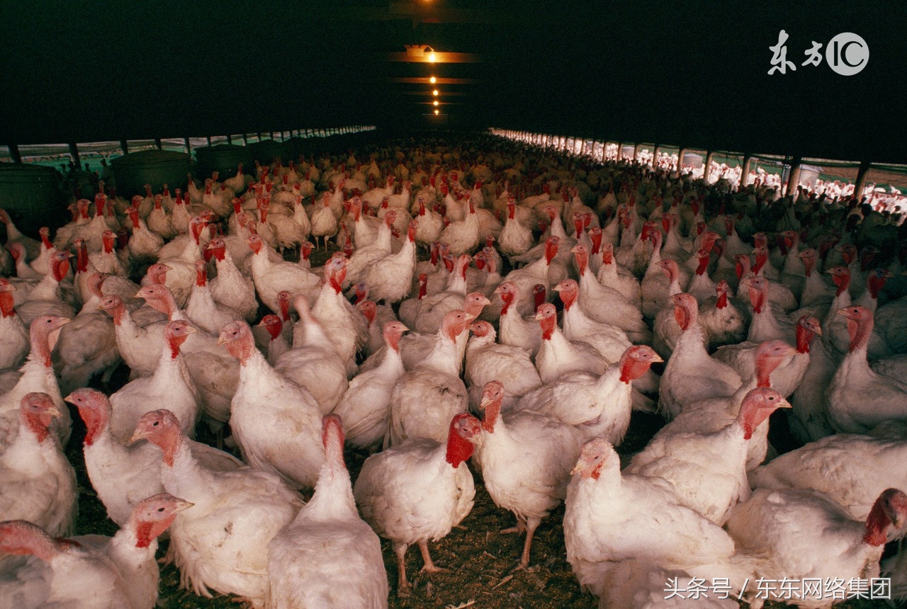 养鸡人感染病害,养鸡人真菌感染怎么治疗