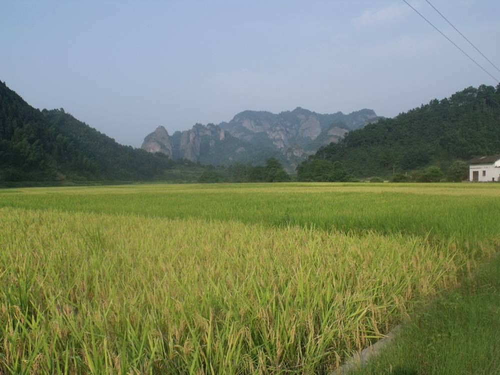 真实农村水稻,农村最好的水稻