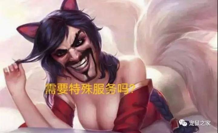 荷兰猪适宜的温度,荷兰猪夏天降温视频教学