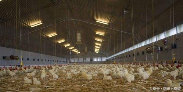 土鸡蛋与普通蛋有什么区别,土鸡蛋有机