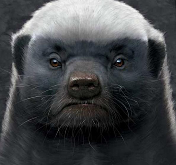 蜜獾平头哥战老虎,最大蜜獾平头哥