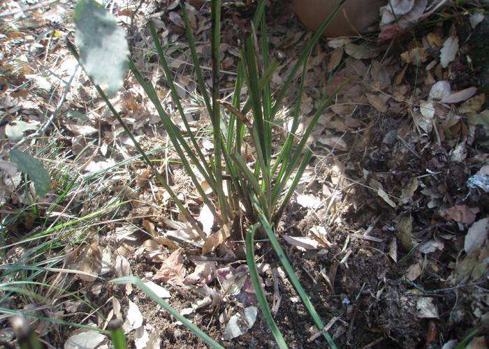 三门峡卢氏野生细叶松针蕙兰,三门峡卢氏黑皮大宽叶野生蕙兰