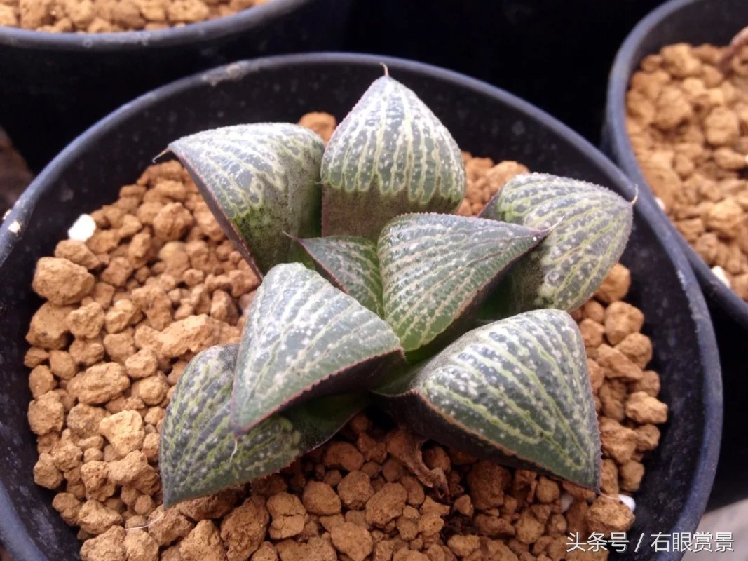 精品多肉颗颗都是韩版欧货老桩让您大呼过瘾