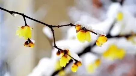 花木博览园一日游,春季游玩博览会