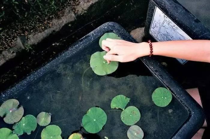 你有冷香丸吗?你还在谷雨过敏吗?
