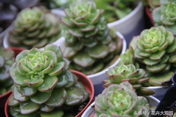 盘点哪些优美的花又不常见,盘点那些不好看的花