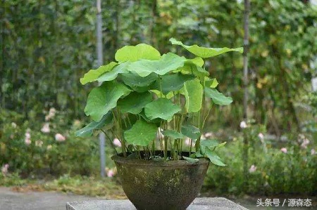 碗莲荷花可以一直用水种植吗,碗莲是要用土来种还是用水来泡的