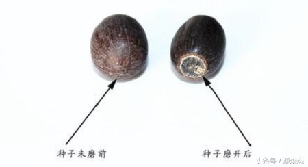 碗莲不用泥土用水能开花吗,碗莲水养的种植方法和注意事项