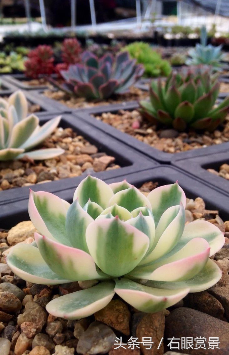 精品多肉颗颗都是韩版欧货老桩让您大呼过瘾