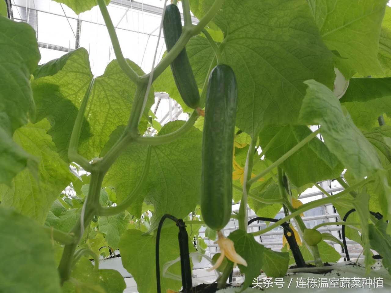 水培黄瓜的营养液加什么能防病害,水培黄瓜的种植方法