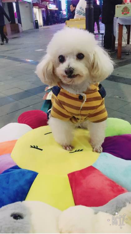 小贵宾怀孕20天不爱吃东西怎么办,贵宾怀孕一个月身体变化