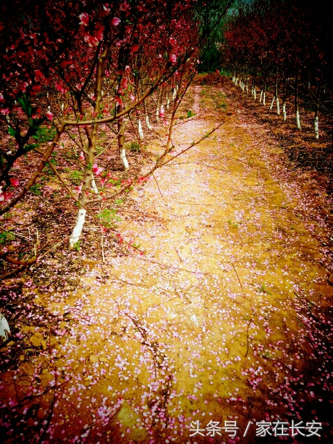 西安城南,樊川胜景人面桃花园,2017年4月29日隆重开园!