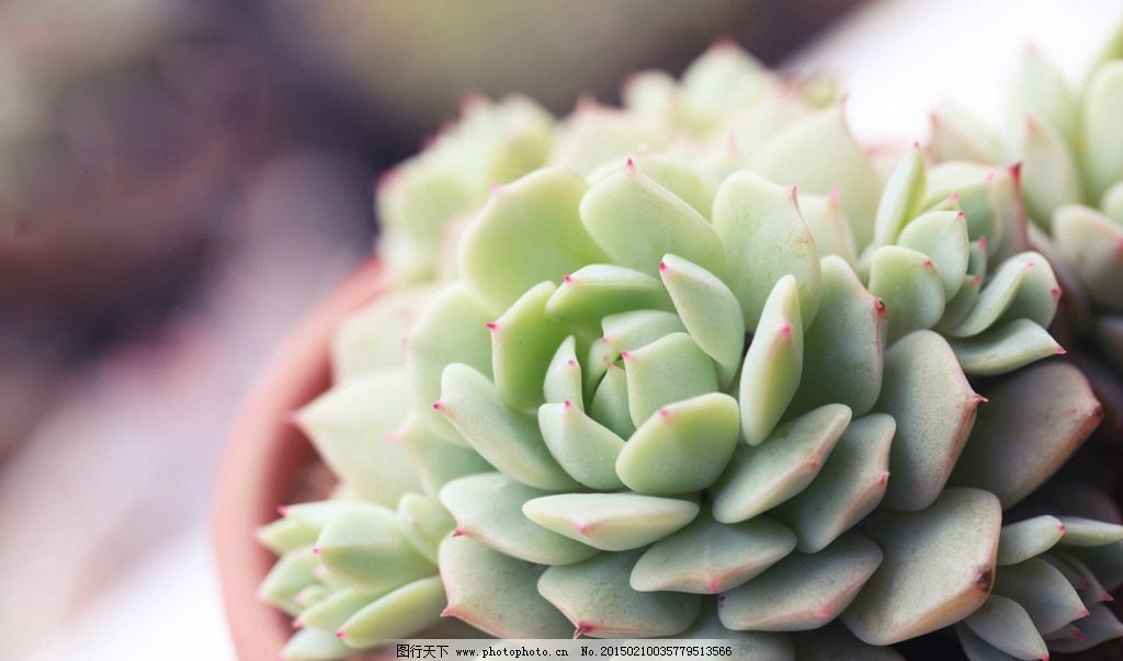 多肉植物可以吃吗,所有多肉植物可以吃吗