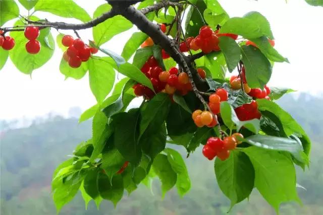 攀枝花哪里的樱桃最好吃,攀枝花市米易县的樱桃