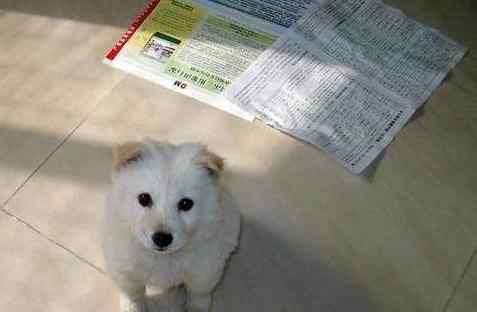 如何教会狗狗定点上厕所,如何引导狗狗去指定的地方上厕所