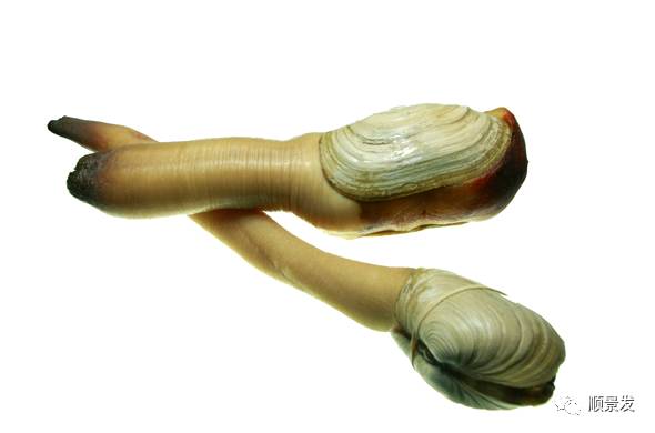 贝类海鲜的品种及图片大全,常见的贝类海鲜图片大全及名称