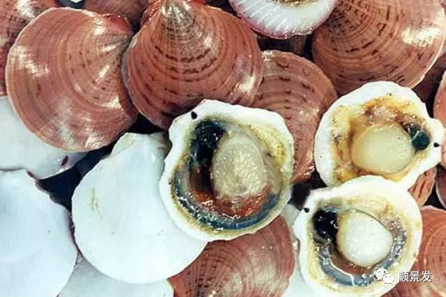 十种常见贝类海鲜图片,贝类海鲜全图