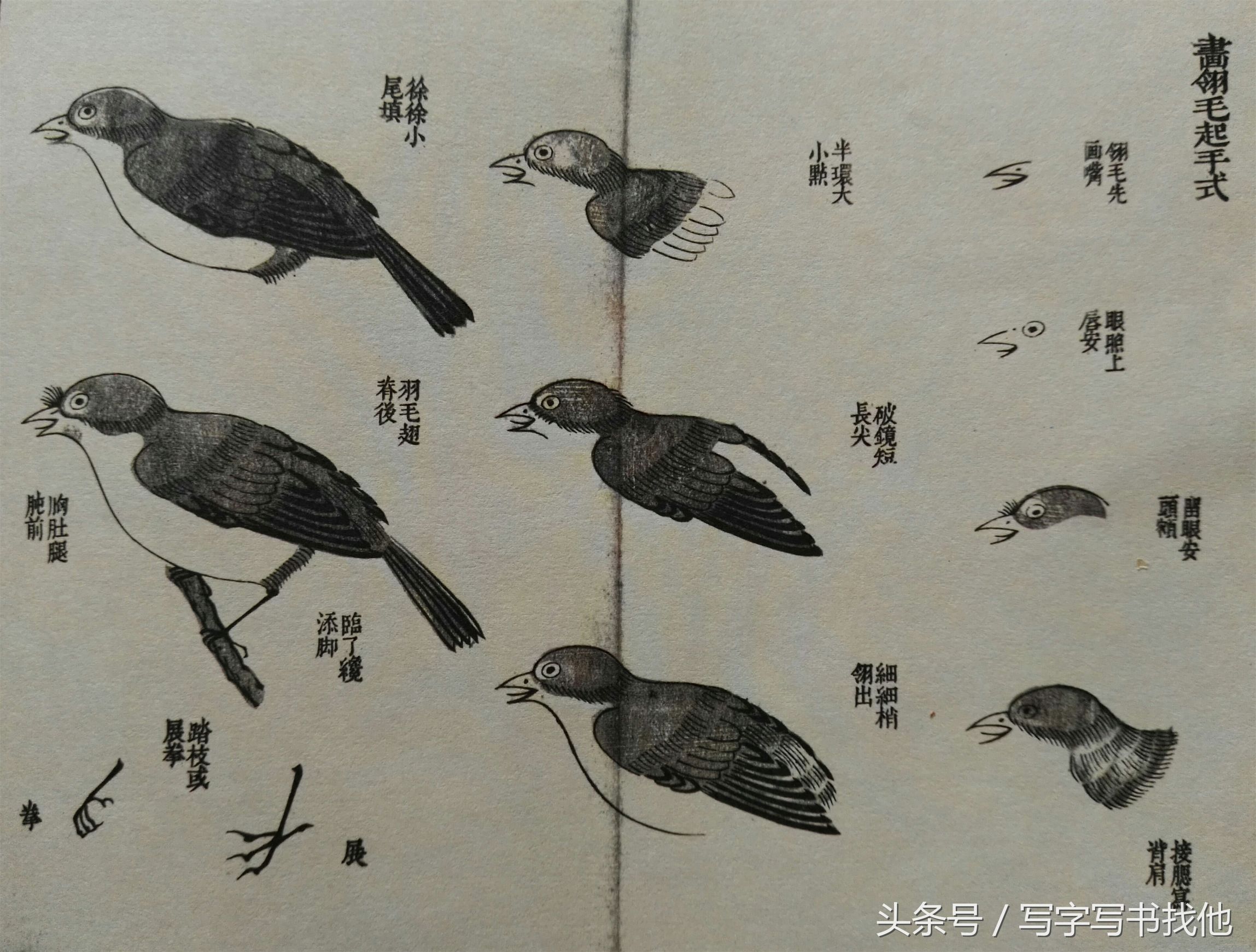 100幅鸟的画法内附绘画步骤,画鸟初学者入门步骤