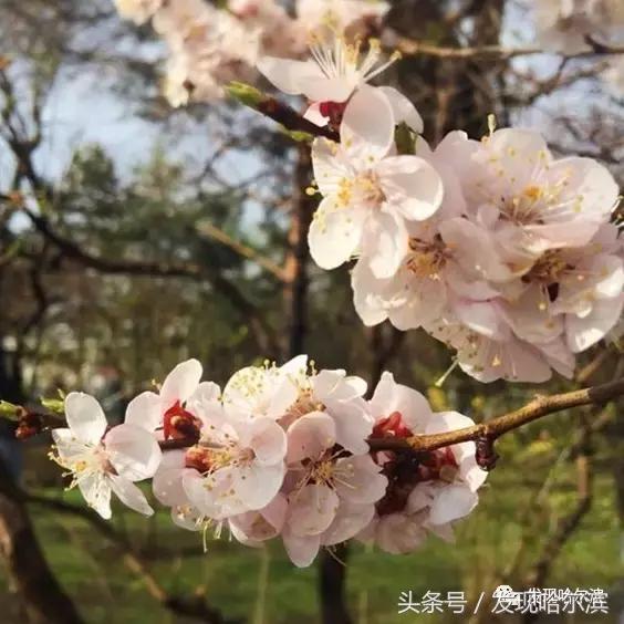 春天哈尔滨好玩的地方,哈尔滨春天景色