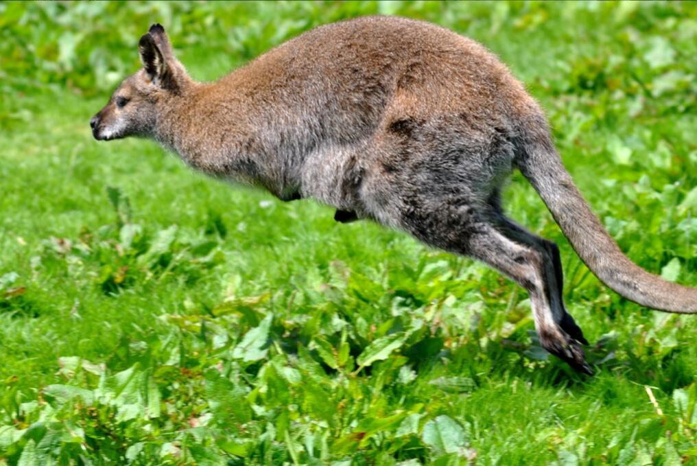 小袋鼠的真实视频,小袋鼠的行为