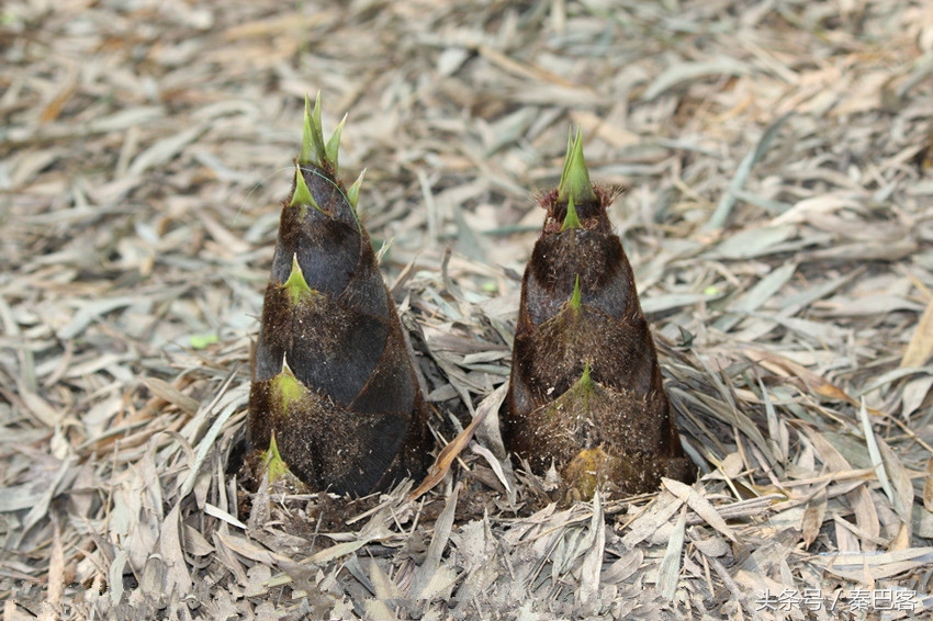农村不值钱毛竹笋,城市人特别喜欢