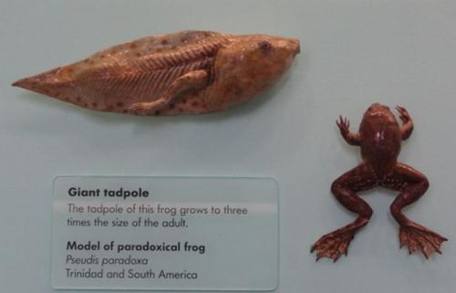 蝌蚪为什么那么慢变青蛙,你知道蝌蚪是怎么变成青蛙的吗