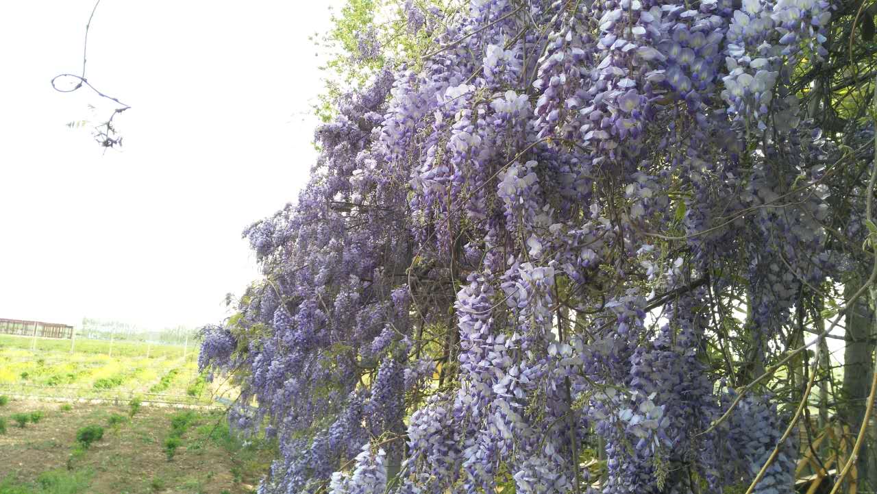 国际公益博览会,国际玫瑰博览会