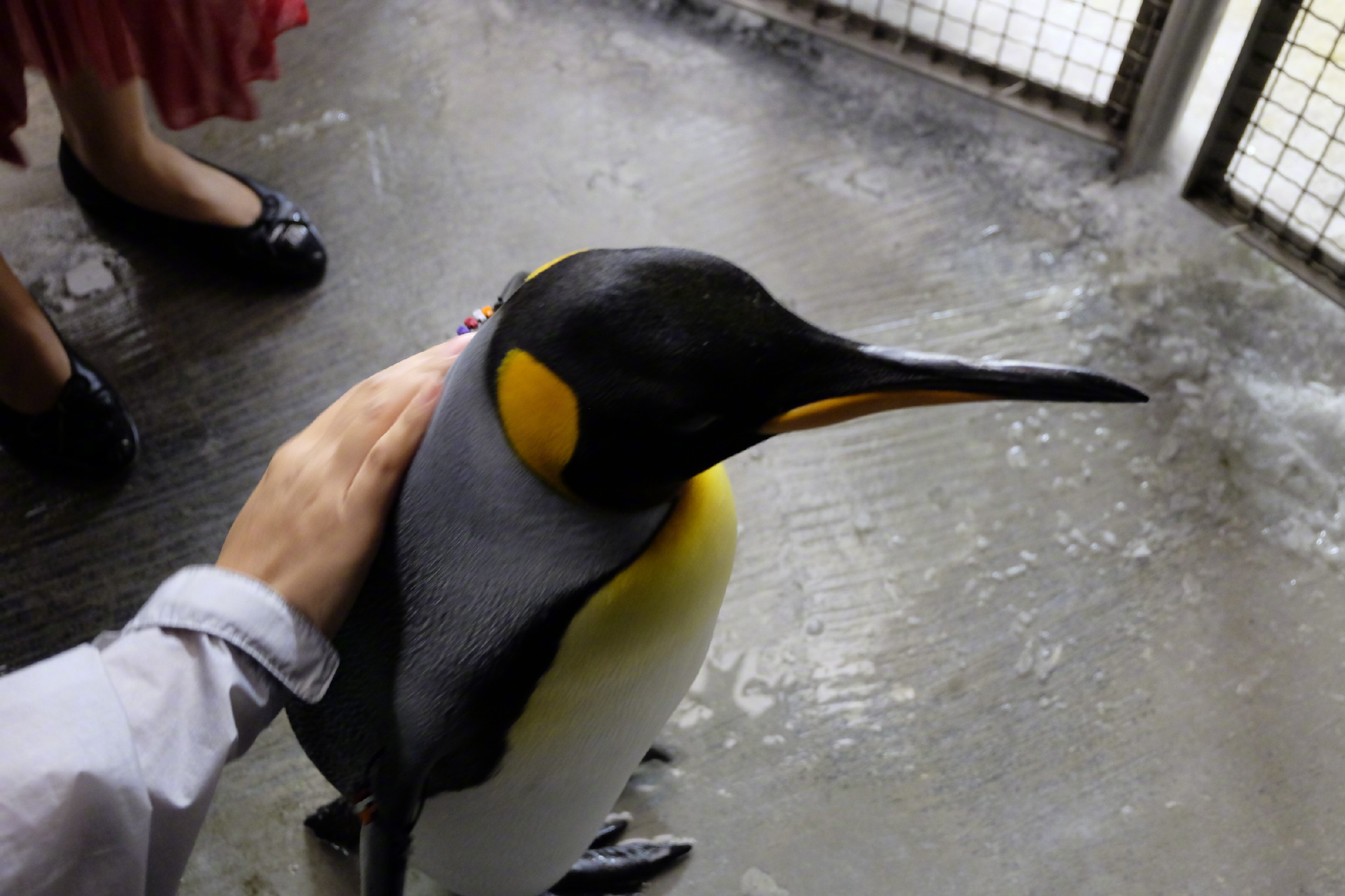 佛罗里达七日游攻略,佛罗里达5天旅游