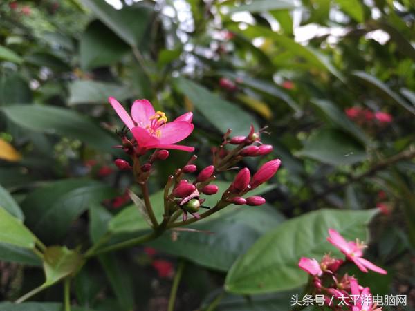 金立m6splus最低价格,金立m6splus的价格