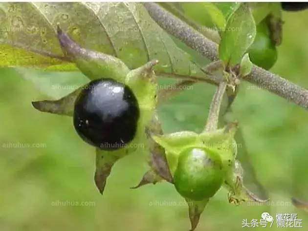 有毒有害的花草有哪些,千万不要碰的10种毒虫