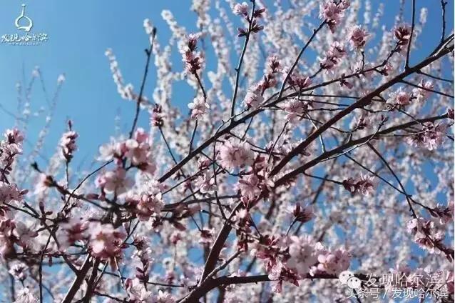 春天哈尔滨好玩的地方,哈尔滨春天景色