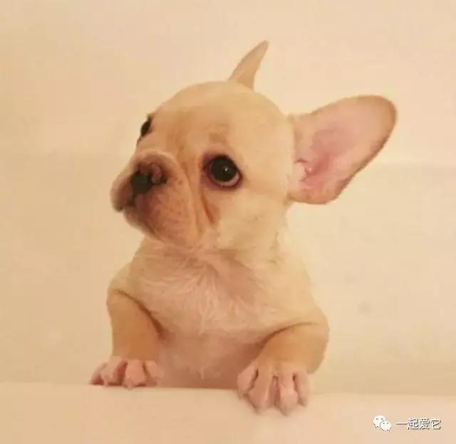 土狗幼犬拉黄色的粑粑什么问题,狗狗拉的便便什么颜色是正常的