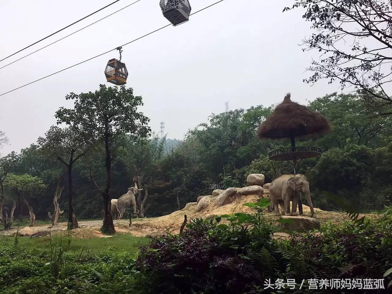 亲子游|井柏然推荐，长隆野生动物世界和海洋王国深度游记！