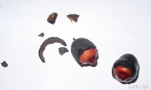 碗莲种植方法全过程,碗莲种植过程图解