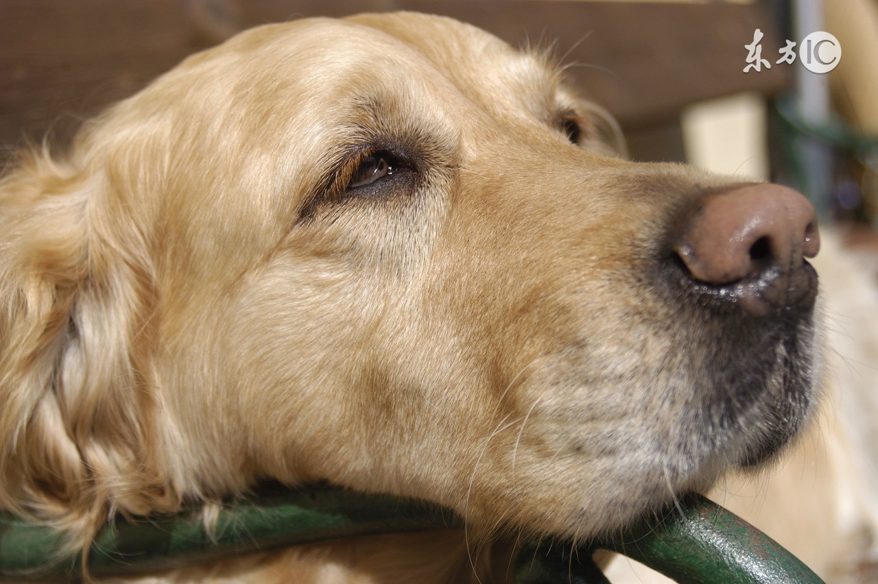 狗狗有细小用过的笼子怎么处理,狗狗细小恢复期应该注意什么