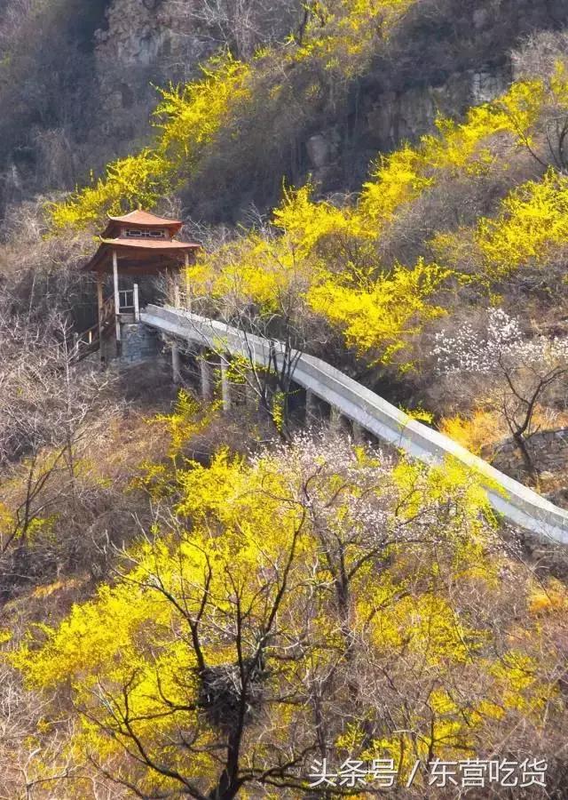 东营五一假期好去处,五一东营去哪里玩比较好