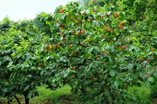 攀枝花的樱桃桑葚熟了,攀枝花樱桃口感