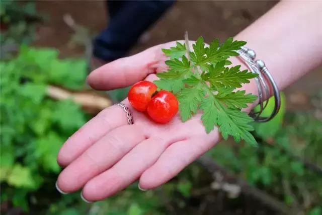 攀枝花哪里的樱桃最好吃,攀枝花市米易县的樱桃