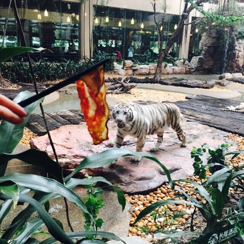 带你玩转长隆动物园,一天玩转长隆欢乐世界和动物园