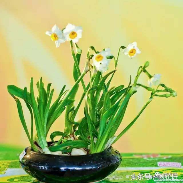 有毒有害的花草有哪些,千万不要碰的10种毒虫