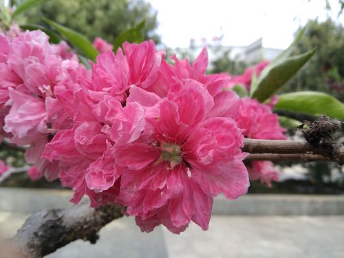 努比亚z17mini闪屏,努比亚z17mini相机变黑白