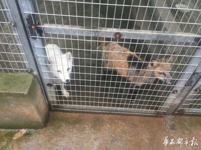 养鸟养鸭养狗养鸡,养鸟生态养殖