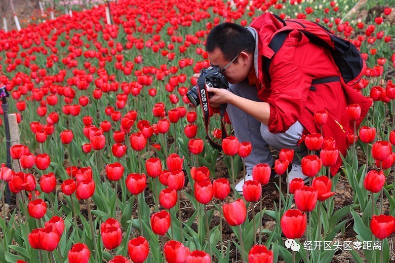 荷兰郁金香运到中国的路线,荷兰郁金香从哪来